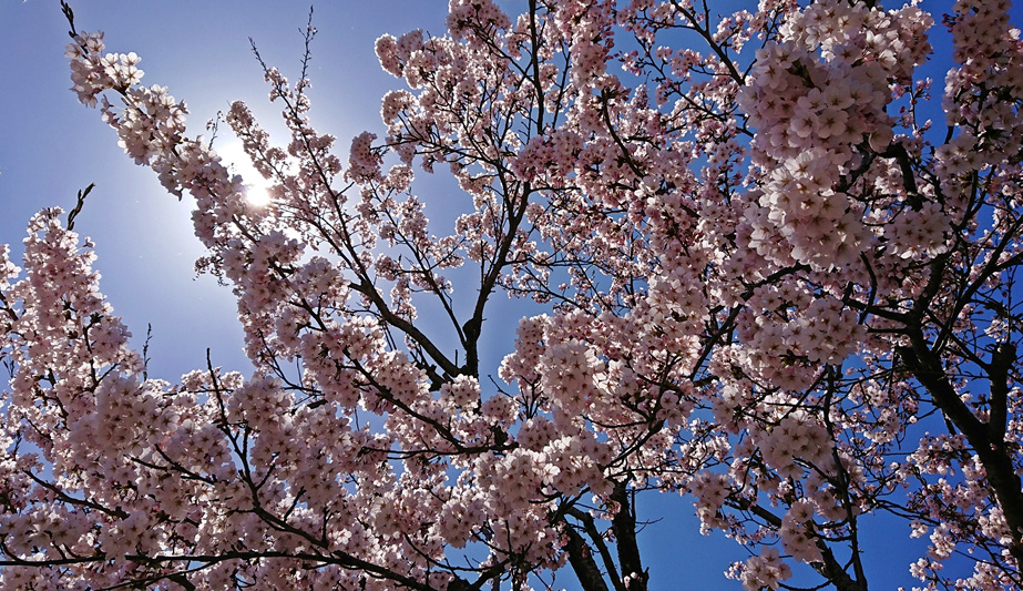大潟村の桜